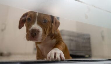People are MAD About New Pet Tax Credit in New York State