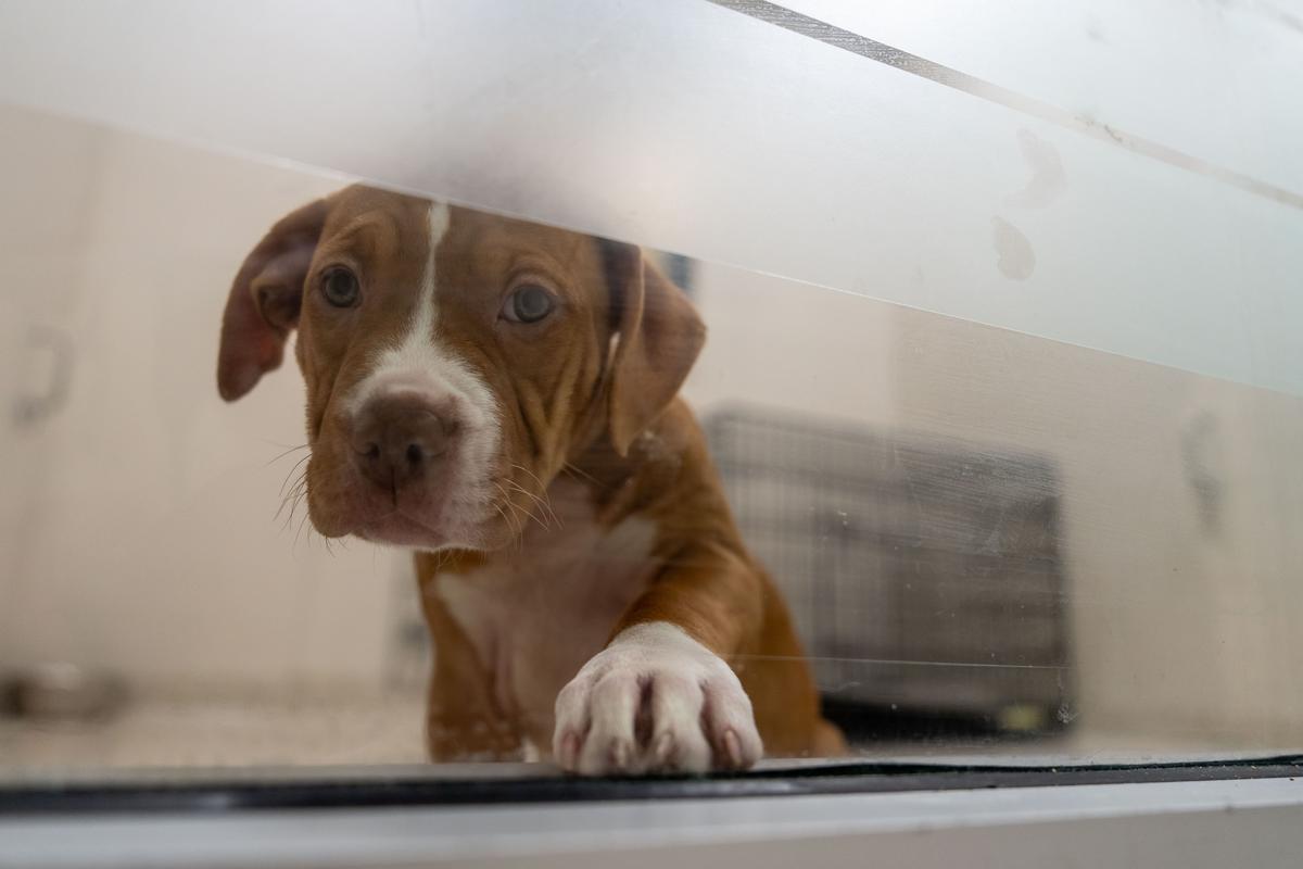 People are MAD About New Pet Tax Credit in New York State