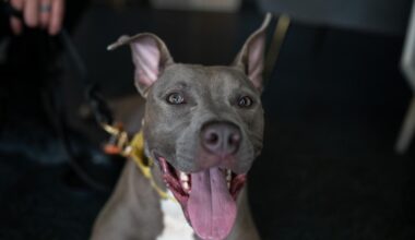 $450 Coming to Every Pet Owner in New York State