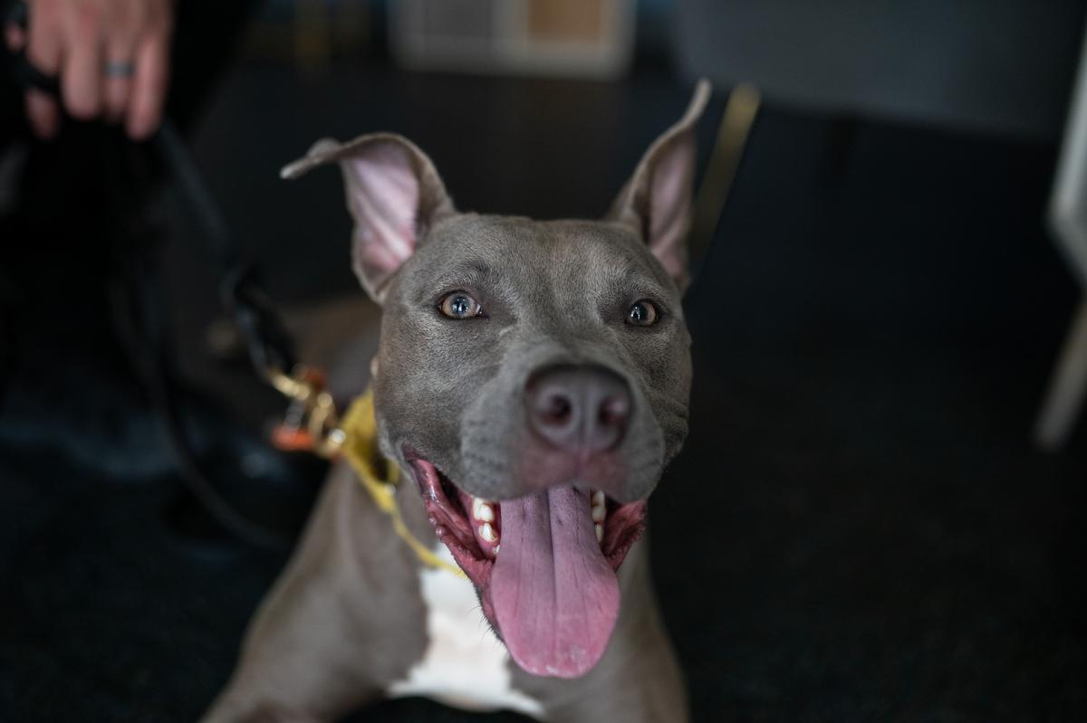 $450 Coming to Every Pet Owner in New York State