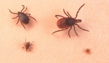 Why This Is Expected To Be The Worst Tick Season Ever In New York