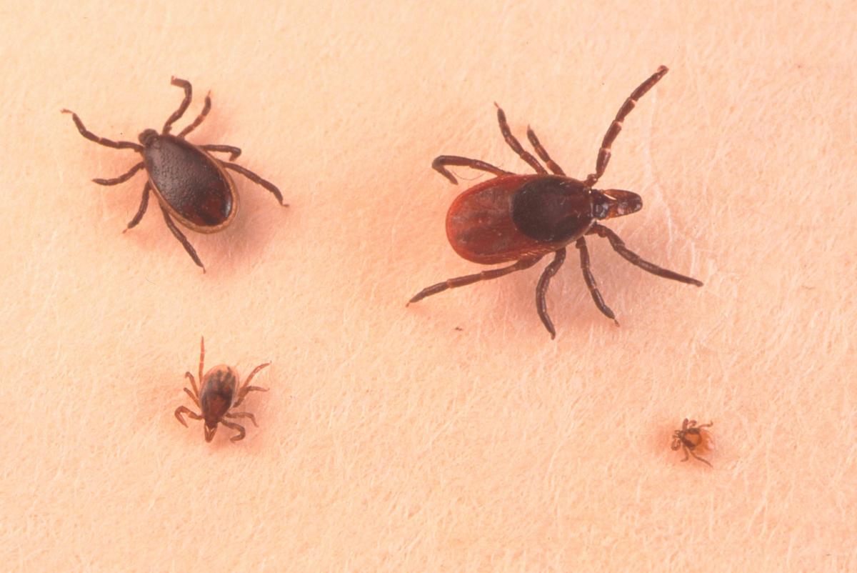 Why This Is Expected To Be The Worst Tick Season Ever In New York