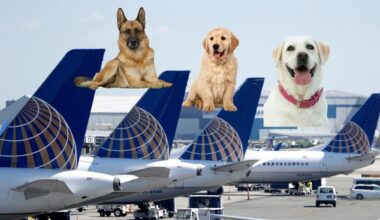Inside Newark Airport’s cutest day as guide dog pups take flight