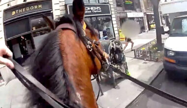 NYPD Mounted Officer Chases Woman Accused of Snatching Purse in Dramatic Manhattan Pursuit