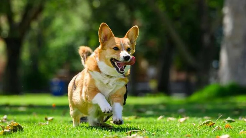The late Queen Elizabeth II, who owned more than 30 corgis and dorgis — dachshund-corgi mixes — over her lifetime, was rarely seen without one of the dogs by her side. By: Vlad D on Unsplash
