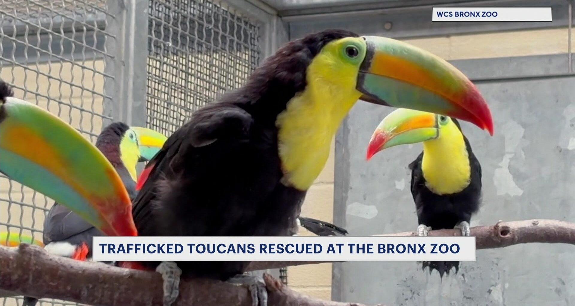News 12 | Bronx | Trafficked Toucans Get Second Chance At Life Due To Bronx Zoo Efforts