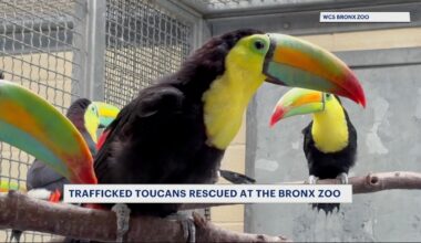 News 12 | Bronx | Trafficked Toucans Get Second Chance At Life Due To Bronx Zoo Efforts