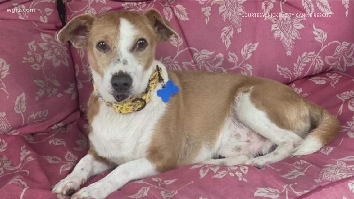 New York bill would create tax credit for pet expenses