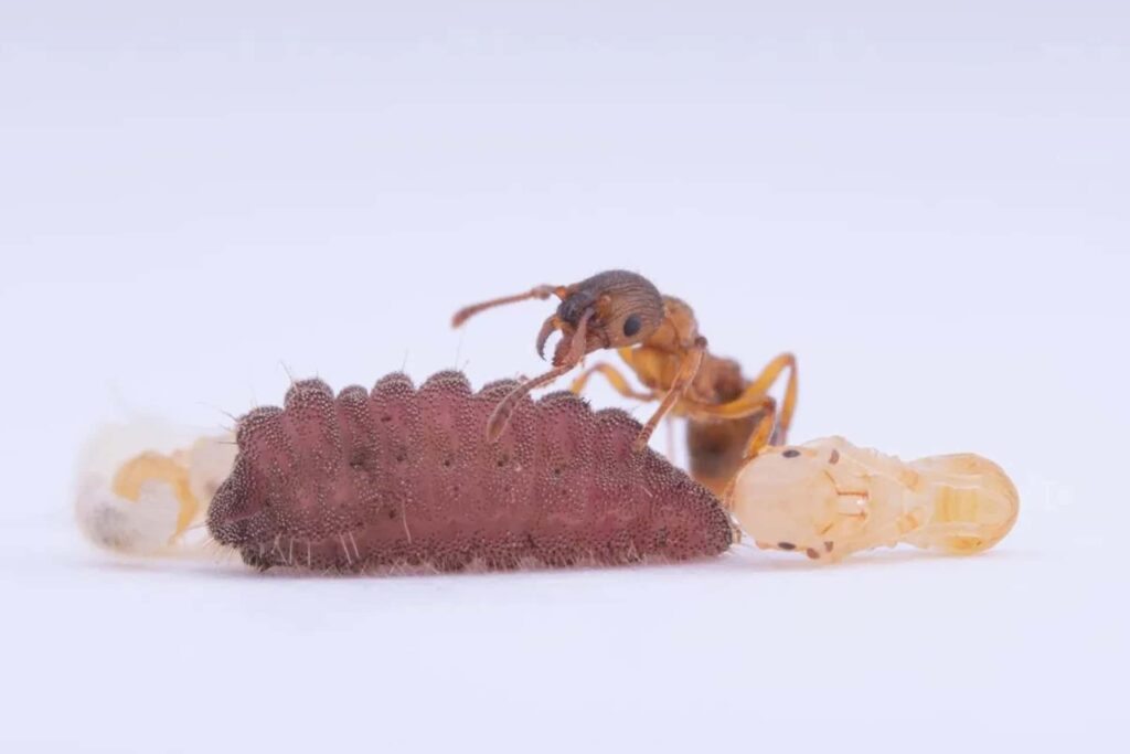 Ant caring for its larva and pupa, highlighting insect development and behavior.
