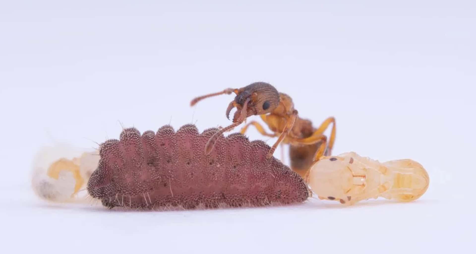 These Parasitic Caterpillars Trick Ants and Get Treated Like Queens