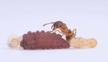 These Parasitic Caterpillars Trick Ants and Get Treated Like Queens