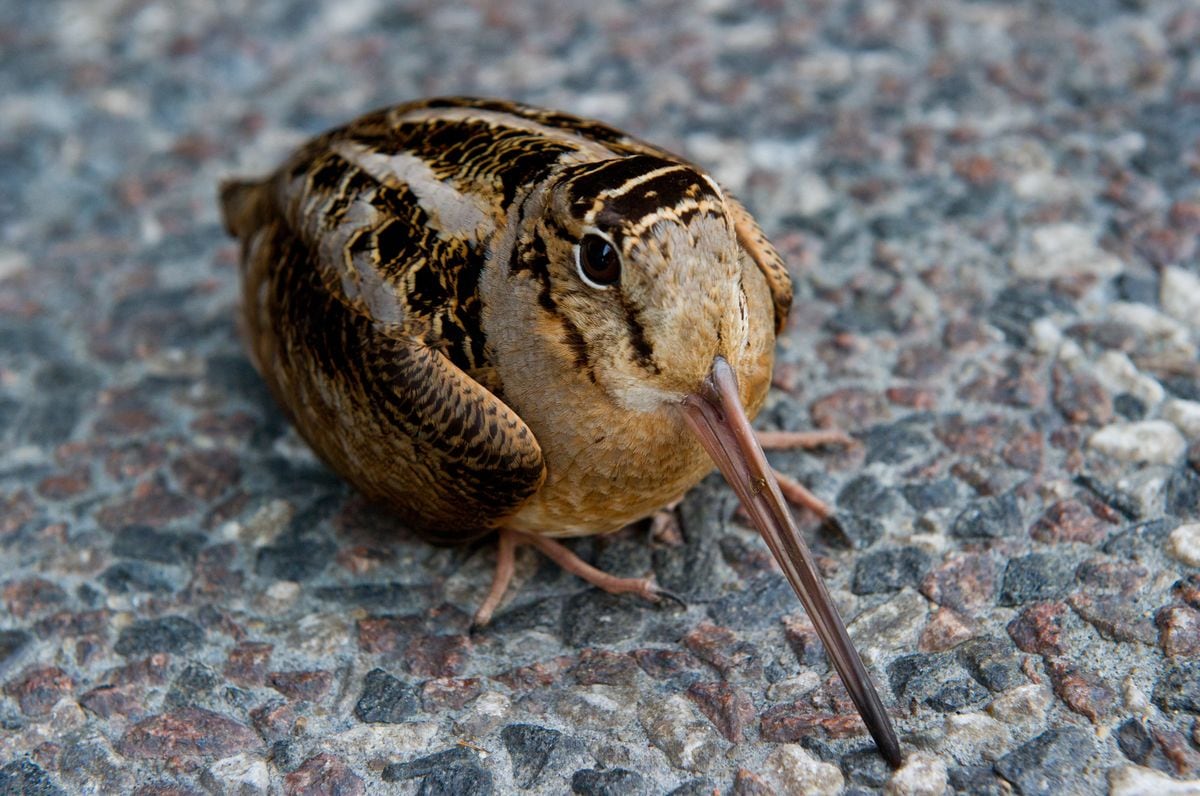 The American Woodcock (Scolopax minor), sometimes colloquially referred to as the Timberdoodle, is a small chunky shorebird species found primarily in the eastern half of North America. 