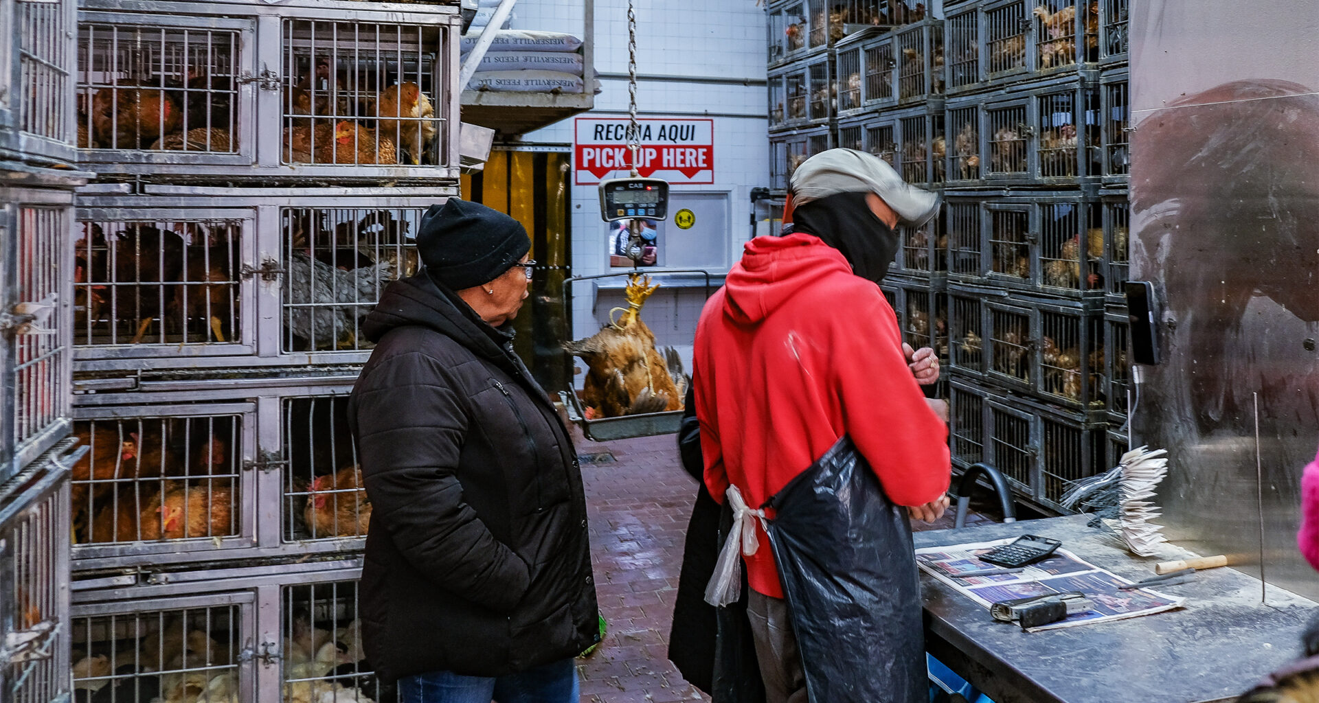 Avian bird flu surges in New York urban wildlife, increasing disease concerns
