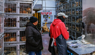 Avian bird flu surges in New York urban wildlife, increasing disease concerns