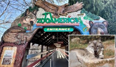 Toddler injured after crawling under fence near wolf enclosure at ZooAmerica in Hersheypark