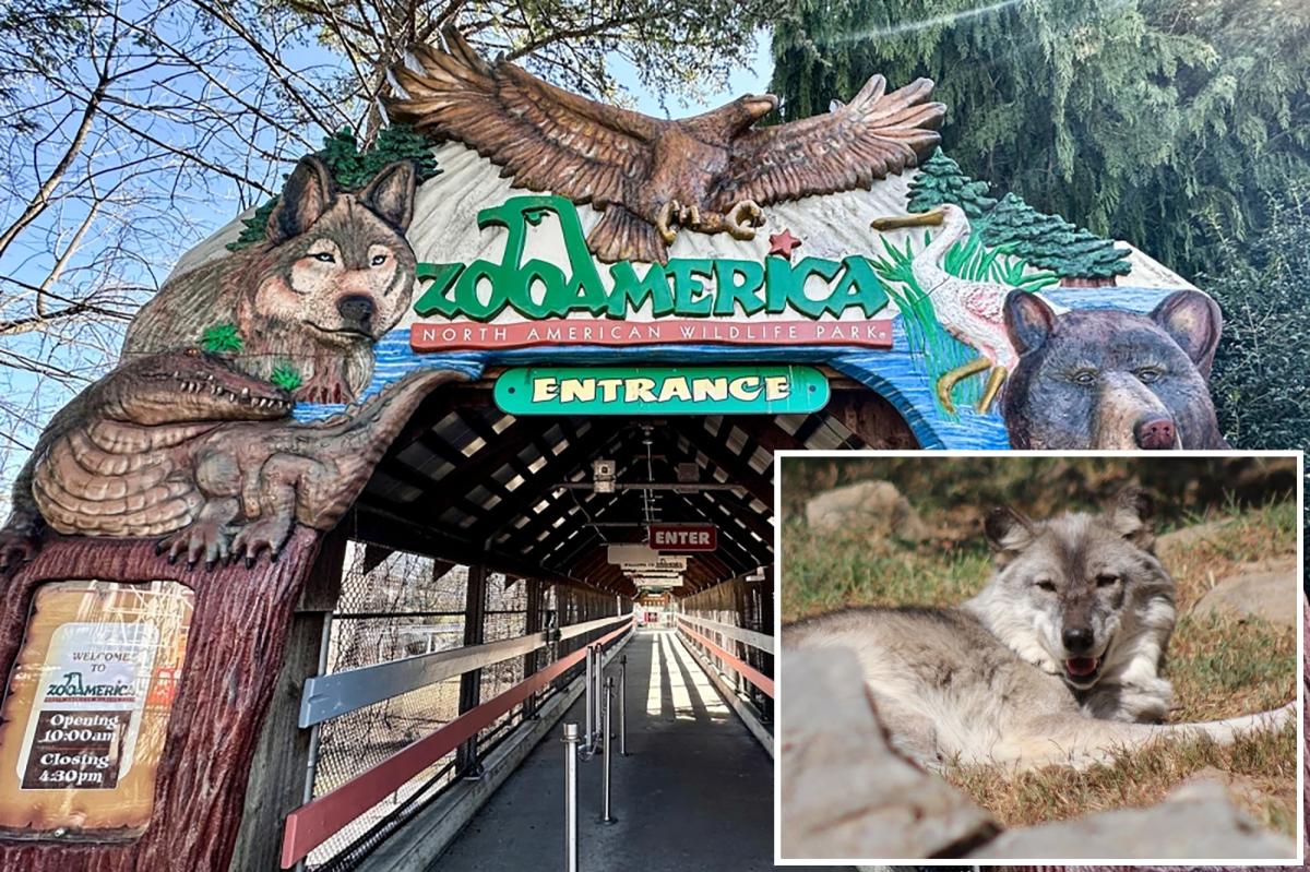 Toddler injured after crawling under fence near wolf enclosure at ZooAmerica in Hersheypark