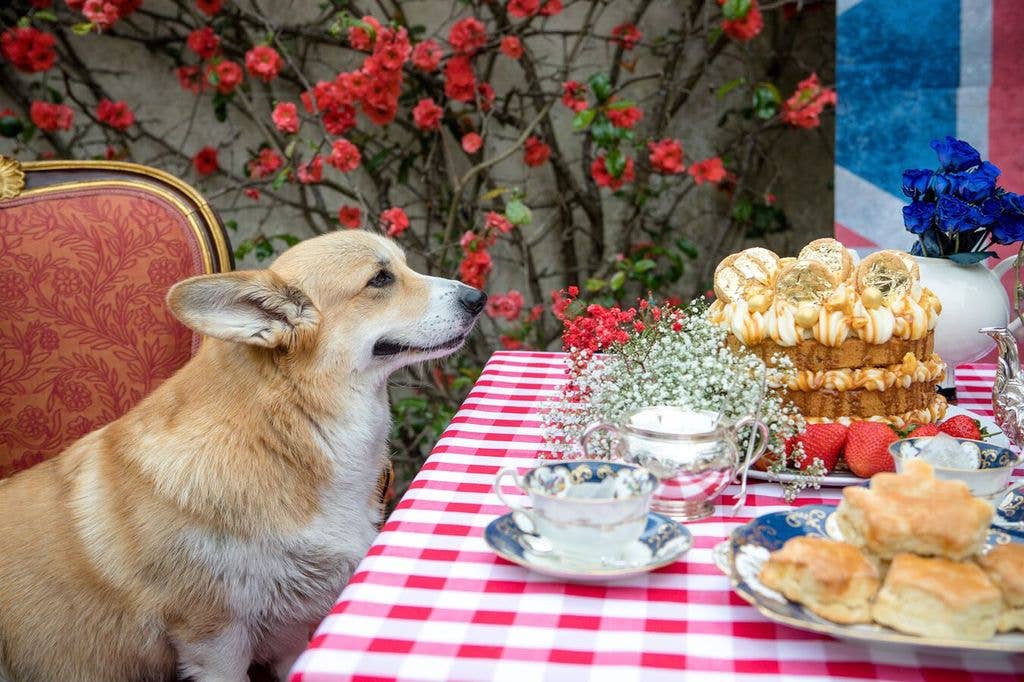One of the late Queen's corgis featured in Sarah photos, which she shared on the eve of King Charles' big day
