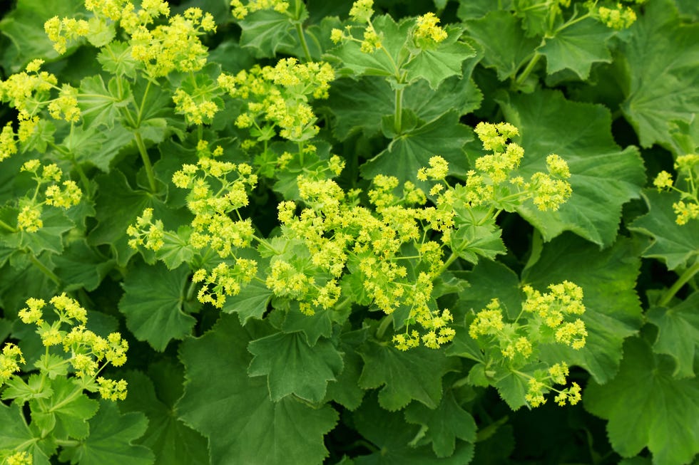 alchemilla mollis or ladys mantle
