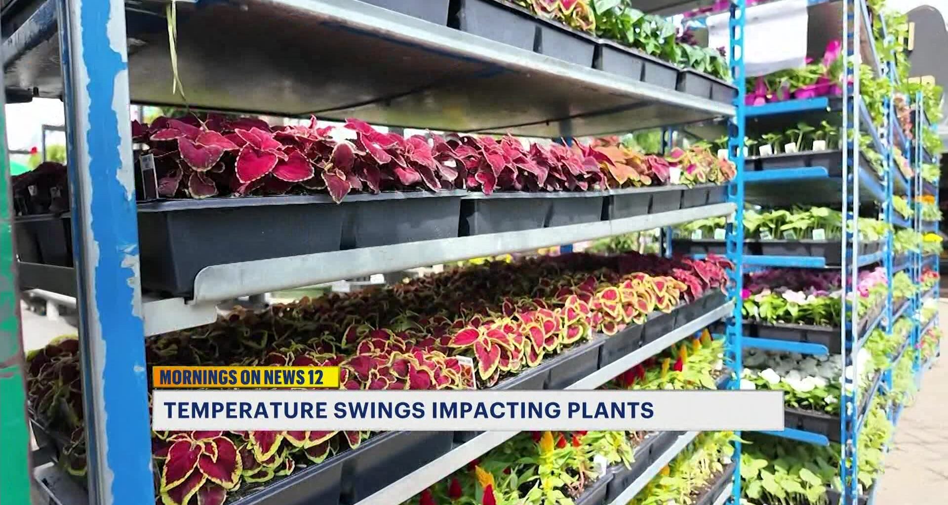 News 12 | Brooklyn | Cold Snaps Put Gardeners On Hold As Brooklyn Nurseries Protect Spring Plants
