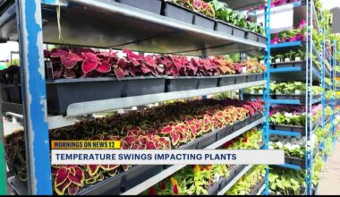 News 12 | Brooklyn | Cold Snaps Put Gardeners On Hold As Brooklyn Nurseries Protect Spring Plants