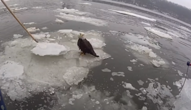 mccarrenparkreconstructionCM_2026-04-20-18-05-10