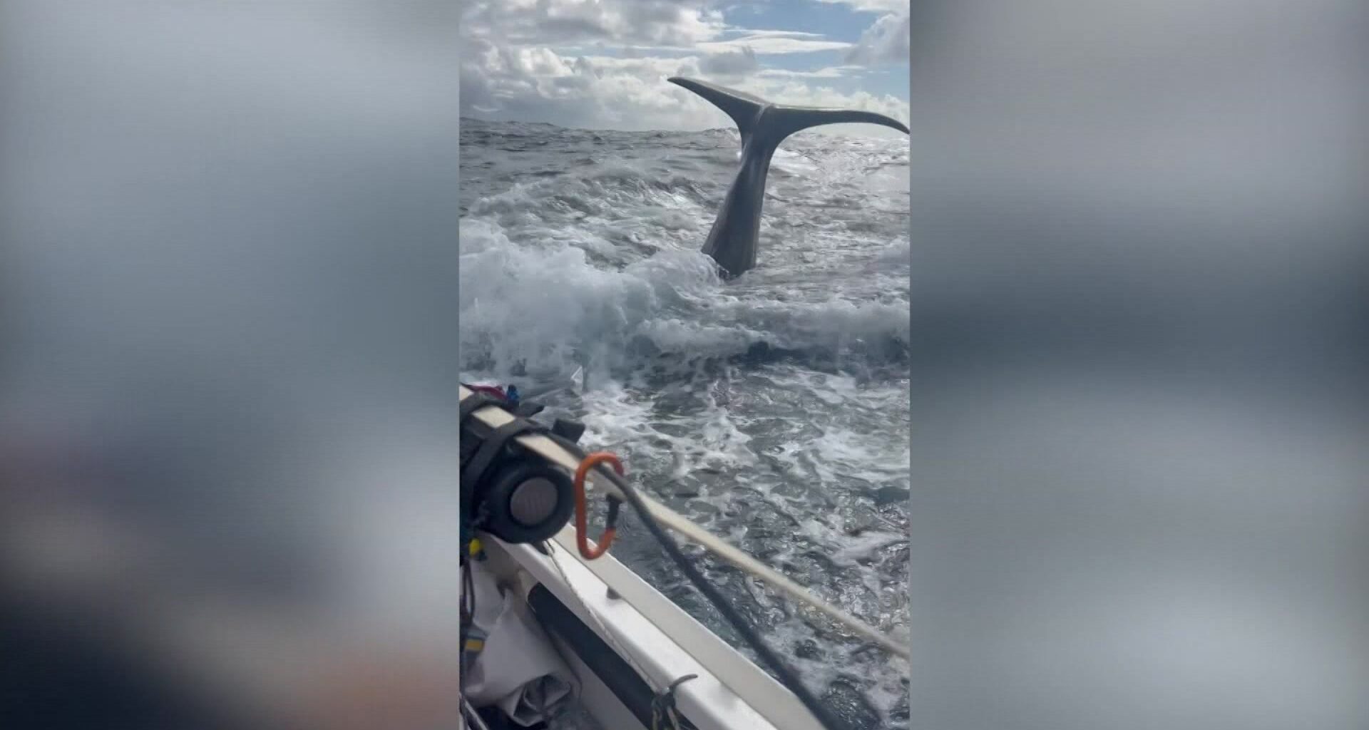 News 12 | Bronx | Monroe Man And His Son Encounter Whales While Competing In Worlds Toughest Row