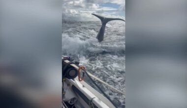 News 12 | Bronx | Monroe Man And His Son Encounter Whales While Competing In Worlds Toughest Row