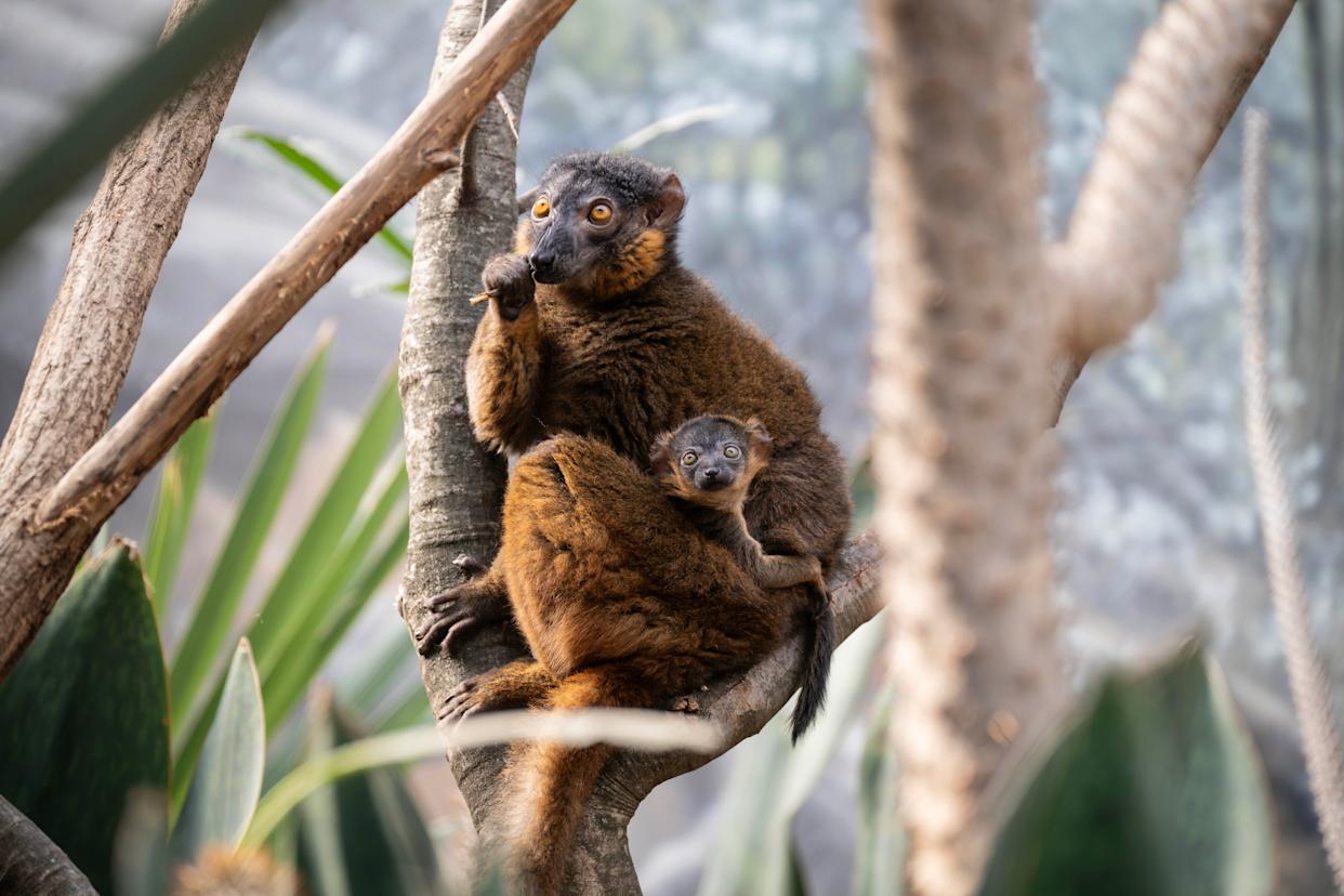 A collared lemur baby at the Bronx Zoo.