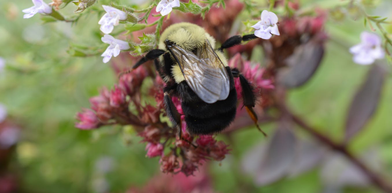 Queen bumblebees can breathe underwater — for days. We discovered how