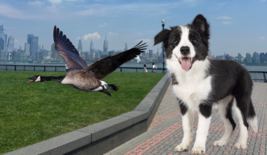 goose border collie hoboken pier A