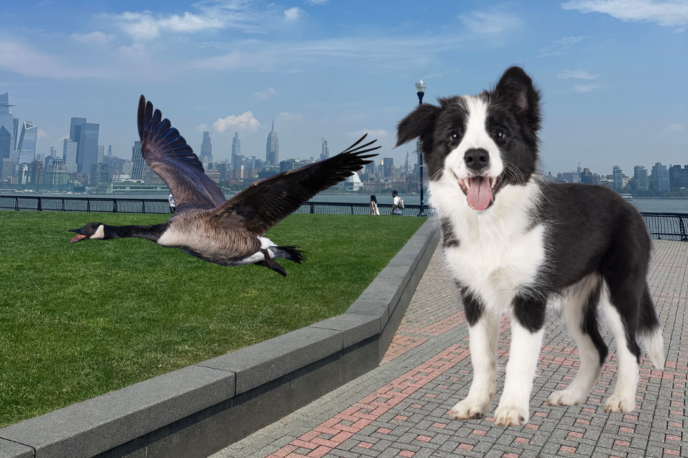 goose border collie hoboken pier A