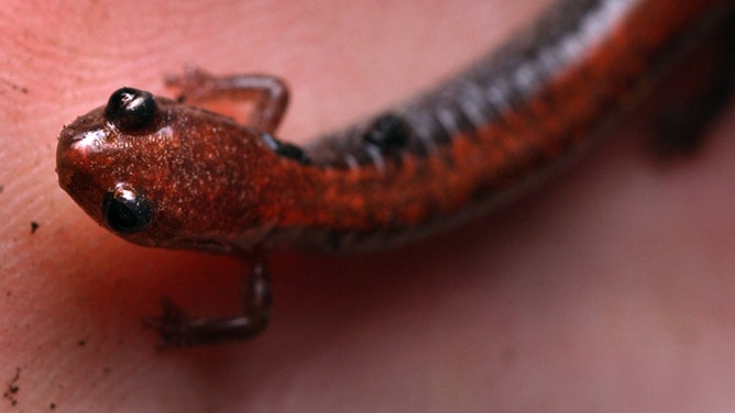 Staff Photo by Fred J. Field, Sat, Apr 19, 2003: This red back salamander was the only type of salamander found by a group of volunteers in Falmouth looking for wood frogs, spotted salamanders, and blue spotted salamanders. This type is not dependent on vernal pools. Unusually cold weather was the explanation for the lack of the other species as they await warmer temperatures.