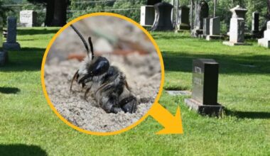 Scientists Found 5.5 Million Bees Living Beneath a New York Cemetery : ScienceAlert
