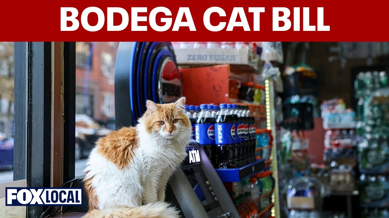 New York City Council bill aims to legalize bodega cats in stores