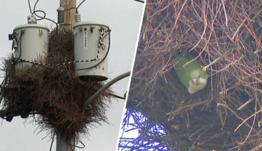 Monk parrots make huge bird nests on Long Island – NBC New York