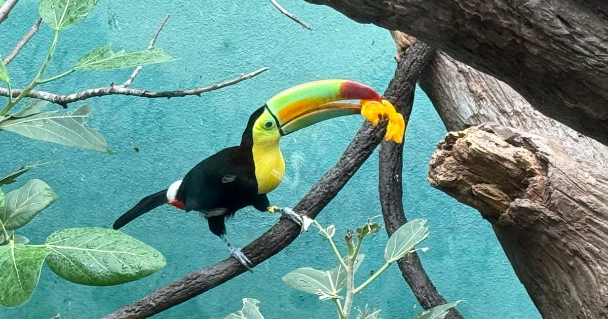 Bronx Zoo rehabilitates 14 toucans found hidden in car dashboard at US-Mexico border