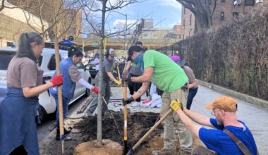 Tree Planting Program Sprouts in Brooklyn