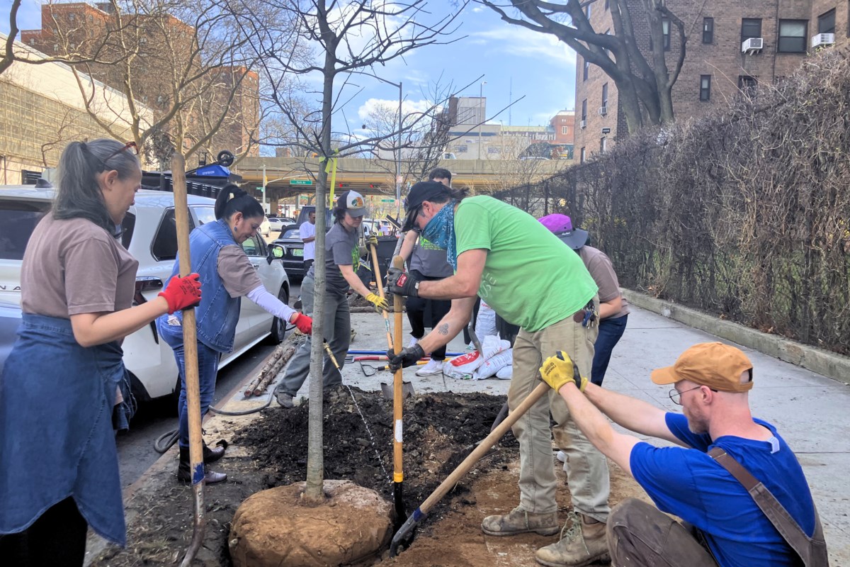 Tree Planting Program Sprouts in Brooklyn