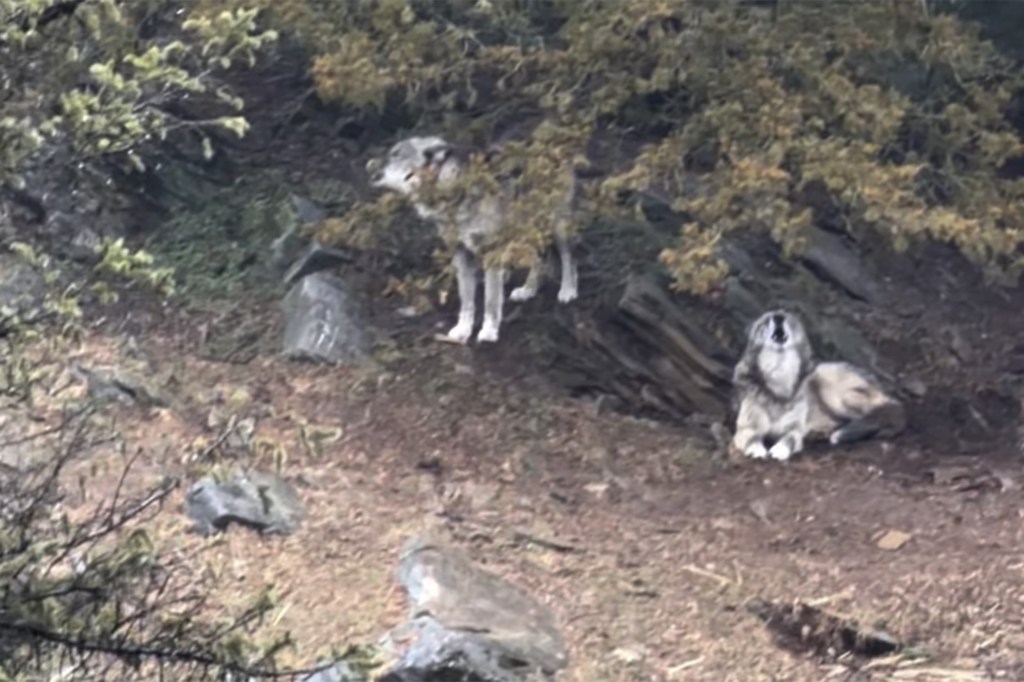 Two wolves in an enclosure, one standing among bushes and another lying down howling.