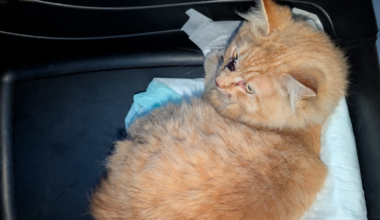 Video shows cat being rescued from Long Island Rail Road tracks