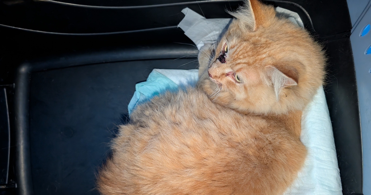 Video shows cat being rescued from Long Island Rail Road tracks