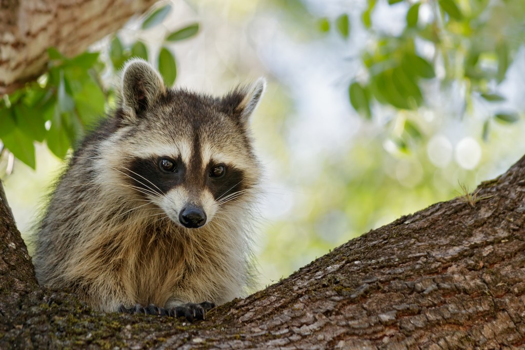 A raccoon perched in the crook of a live oak tree, looking down at a picnic table in a campsite.