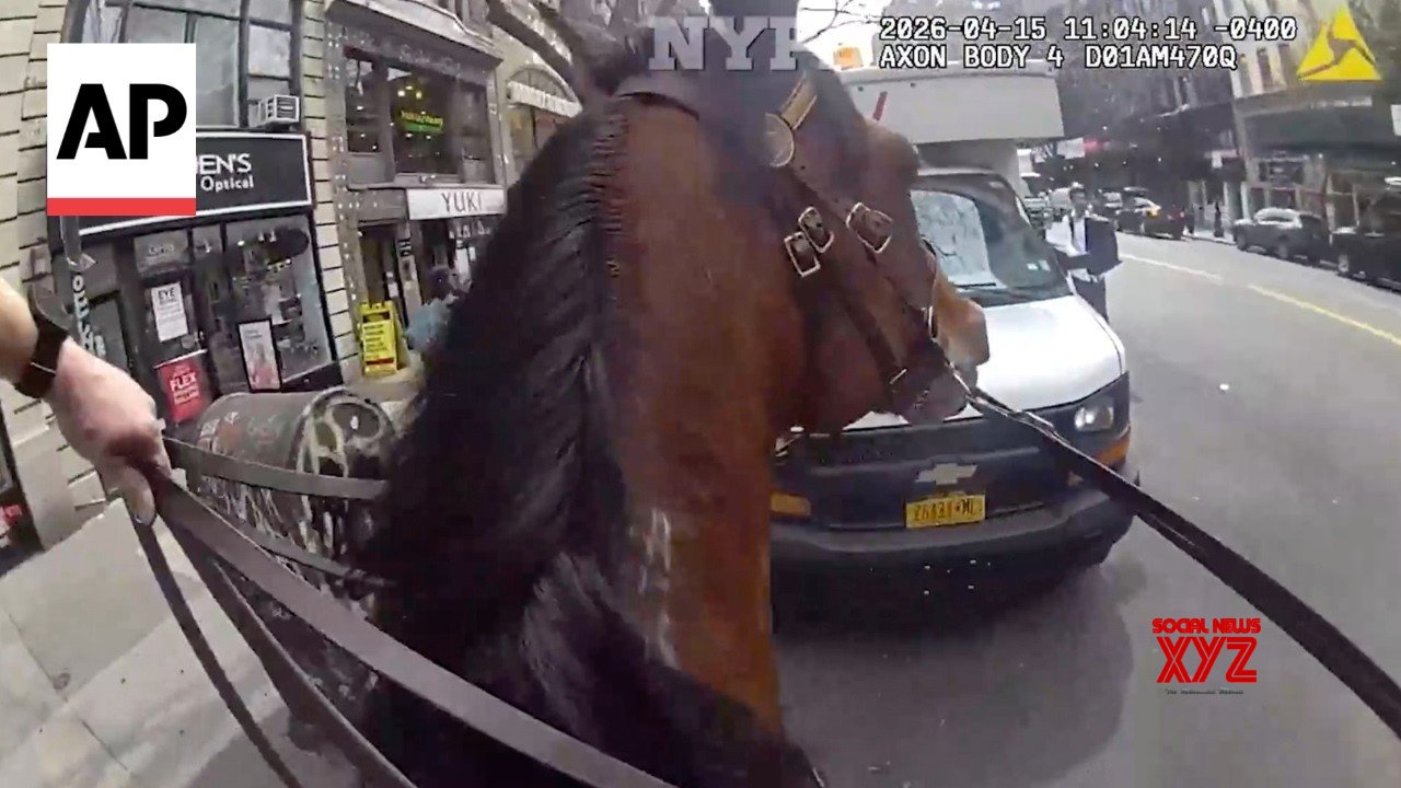 NYPD officer and his horse chase a suspected purse snatcher in Manhattan (Video) NYPD officer and his horse chase a suspected purse snatcher in Manhattan (Video)