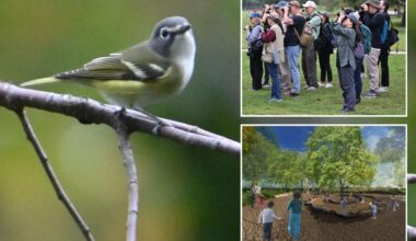NYC park project could push local 'extinction' of birds: critics