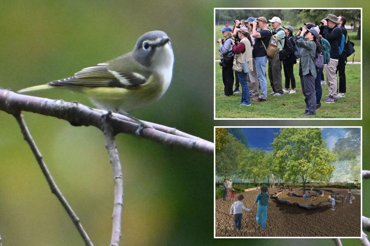 NYC park project could push local 'extinction' of birds: critics
