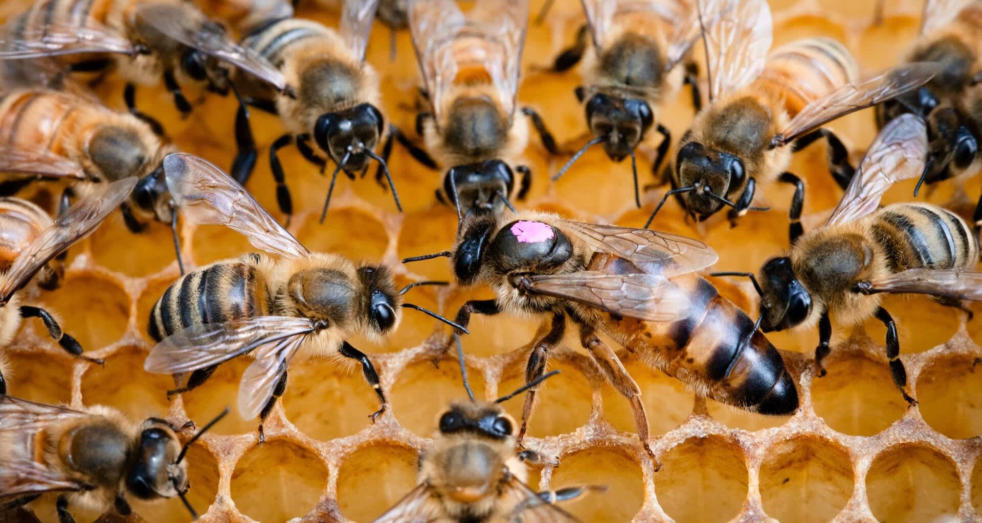 A close-up of several bees on a honeycomb, with one queen bee marked with a pink dot.