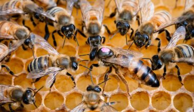 A close-up of several bees on a honeycomb, with one queen bee marked with a pink dot.