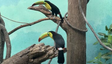 Toucans bring color, a message to the Bronx Zoo