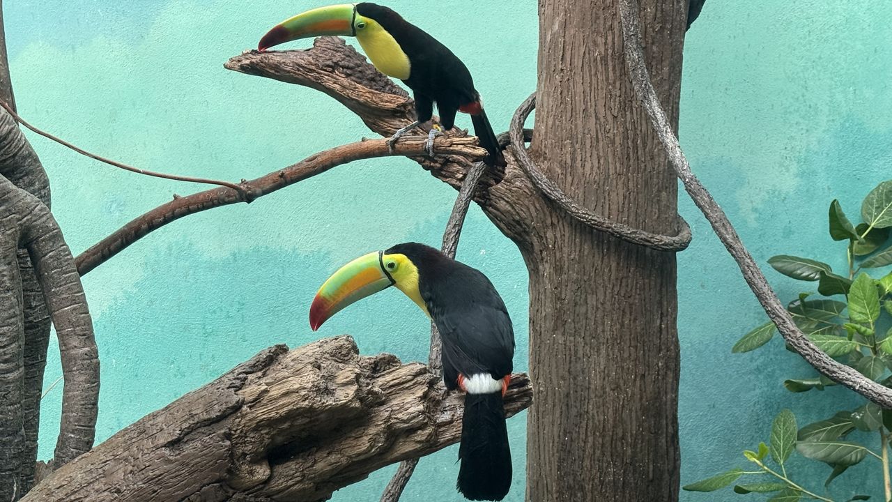 Toucans bring color, a message to the Bronx Zoo