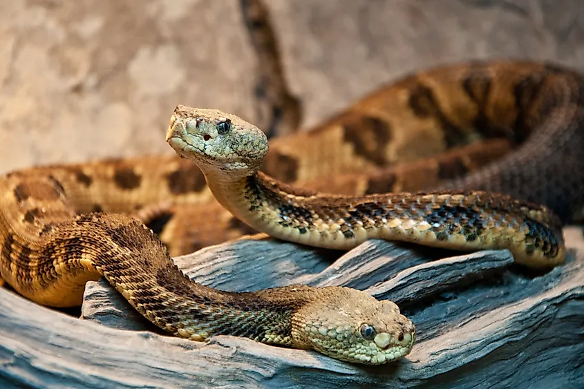 Two timber rattlesnakes.